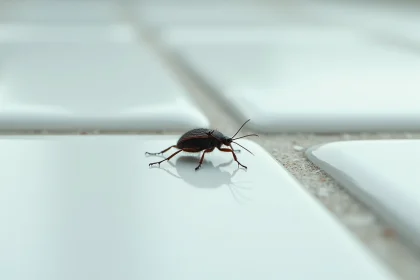 Gros plan d'un insecte noir sur carrelage humide de salle de bain